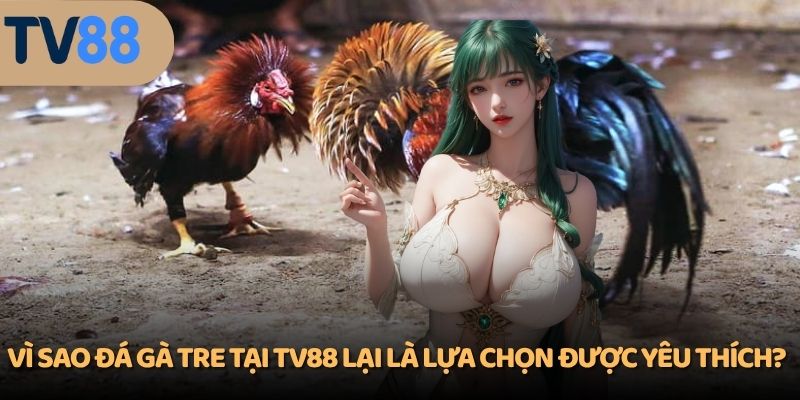 Vì sao đá gà tre tại TV88 lại là lựa chọn được yêu thích?